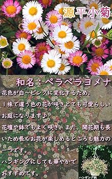 白い宿根草　フロックス　イベリス　エリゲロン（ゲンペイコギク）＋オマケ苗 Amazon.co.jp: 宿根フロックス 苗 エリザベス 斑入り